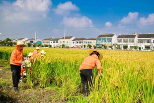 苏州三六六研学旅行户外拓展活动挖红薯割稻子探索体验课报名中