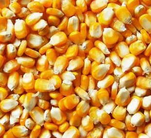 玉米期货涨跌受到什么因素的影响？