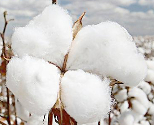 棉花期货期权助力棉花产业高质量发展  