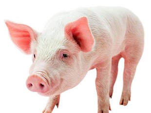 生猪期货交割质量标准是什么